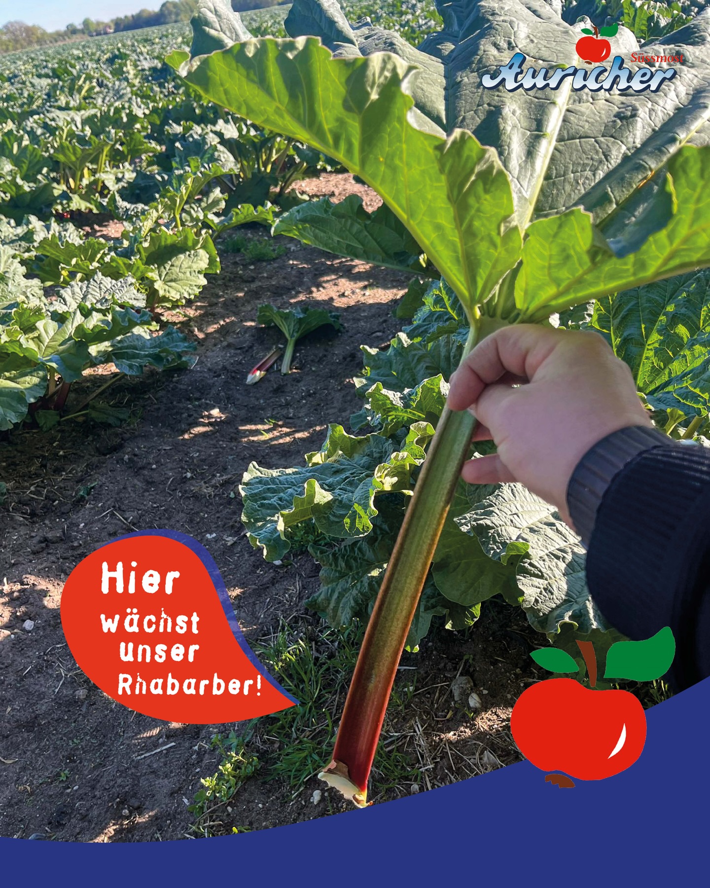Ein Blick auf unsere Rhabarberfelder
